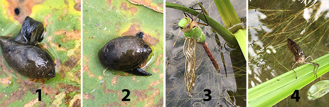 Common green darner, empty shell from moulting, bladder snail (Photos by Shirley Humphries)