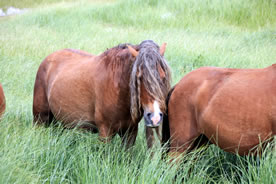 Sable Island horses (Photo by Bill Freedman)