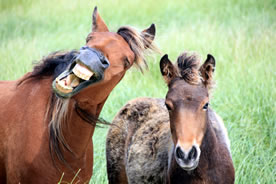 Sable Island horses (Photo by Bill Freedman)