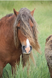 Sable Island horses (Photo by Bill Freedman)
