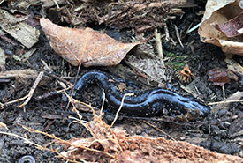 Blue-spotted salamander found near Crawford Lake (Photo by Dan Kraus/NCC staff)