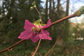 Salmonberry flower (Photo by spacecowboy, CC BY 4.0)