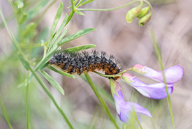 Salt marsh moth caterpillar (Photo by Meghan Mickelson)