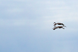 Sandhill cranes in flight, ON (Photo by Mhairi McFarlane/NCC Staff)