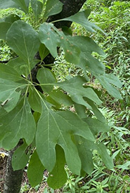 Sassafras leaves (Photo by NCC)