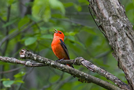 Scarlet tanager (Photo by Bill Hubick)