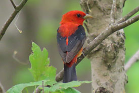 Scarlet tanager seen during the 2023 Spring Song Bird Race (Photo by Jasmine Eagleden/NCC staff)