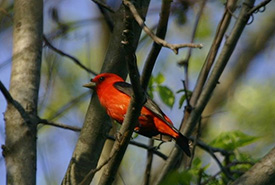 Scarlet tanager (Photo by Bill Hubick)