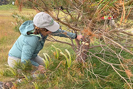 NCC staff girdling Scotch pine trees (Photo by NCC)