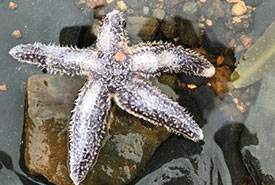 Sea star (Photo by Samantha Ceci)