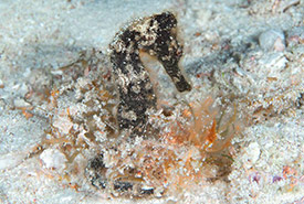 Seahorse (Photo by Mike Jacobs) 