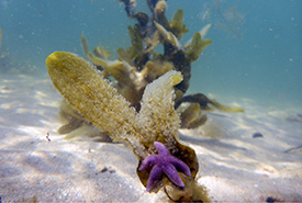 Part of a seaweed ecosystem (Photo by Dr. Sophie Steinhagen) 