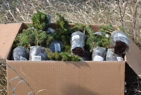 Seedlings ready to be planted (Photo by NCC)