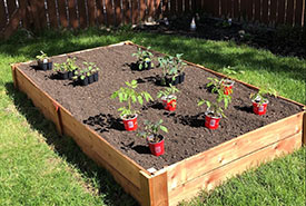 Seedlings in pots layed out on the veggie bed (Photo by Christine Beevis Trickett/NCC staff)