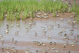 Semipalmated sandpipers feeding on the mudflat. (Photo by NCC)