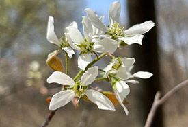 Common serviceberry (Photo by Carolyn, CC BY-NC 4.0)