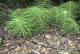 Shady horsetail (Photo by Elena Yalysheva CC BY-NC)