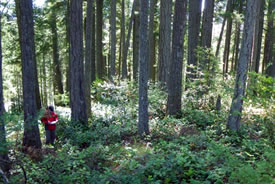 A shady Douglas-fir forest (Photo by Jenny McCune)