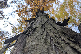 Shagbark hickory can provide habitat for bats (Photo by NCC)