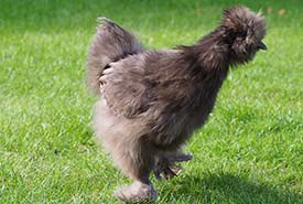 Silkie hen (Photo by NancyLiza, Flickr)