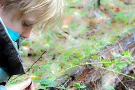 On the hunt for slugs and snails at Chase Woods, BC (Photo courtesy of Habitat Acquisition Trust)
