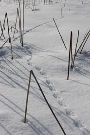 Small mammal tracks in the snow (Photo by NCC)