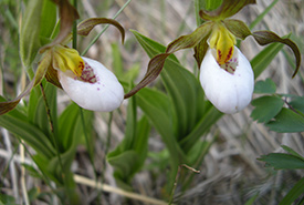 Two small white lady’s-slippers, a threatened species with deceptive flowers (Photo by Steven Anderson/NCC staff) 