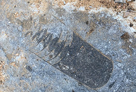 One of the smaller cephalopod fossils that we found, this one about the width of a coin. (Photo by NCC)