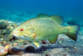 Smallmouth bass (Photo by U.S. Fish and Wildlife Service)
