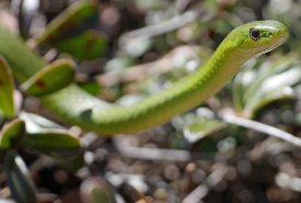 Smooth green snake (Photo by Rosemary Mosco)