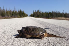 Snapping turtle on road (Photo by Tricia Stinnissen)