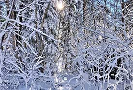 A snow covered forest (Photo by Paula Noel/NCC staff)