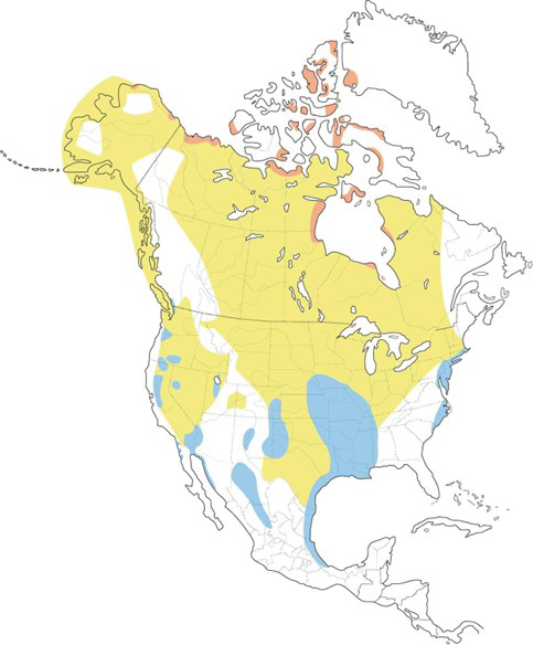 Snow geese range map (Map by Cornell Lab of Ornithology)