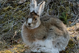 Snowshoe hare (Photo by François Dubois, CC BY-NC 4.0)