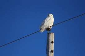 It wasn't long before I spotted another snowy owl atop a hydro pole (Photo by Kristyn Ferguson/NCC staff)