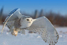 Snowy owl (Photo from Shutterstock)
