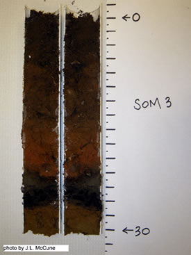 A soil core split down the middle (Photo by Jenny McCune)