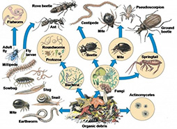 Soil food web (Image by Microbes in my Soil) 