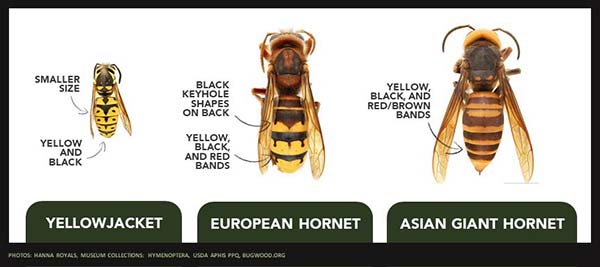 Two native species in North America that look like the Asian giant hornet are the yellowjacket and European hornet. (Graphic by Invasive Species Centre, Photos by Hanna Royals, Museum Collections: Hymenoptera, USDA APHIS PPQ, Bugwood.org)