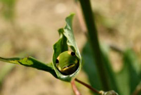Spicebush caterpillar (Photo by Jenna Siu/NCC)
