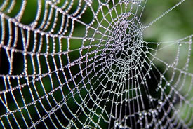 Spiderweb (Photo by Josef F Stuefer, Wikimedia Commons)
