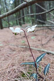 Spotted wintergreen with flowers (Photo by Amy Wiedenfeld/NCC staff)