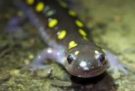 Spotted salamander (Photo by Rosemary Mosco)