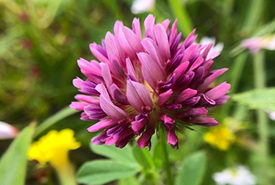 Springbank clover has an edible root (Photo by catchang, CC BY-NC 4.0)
