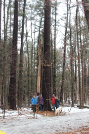 Ontario's tallest pine (Photo by NCC)