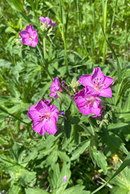 Sticky purple geranium (Photo by NCC)