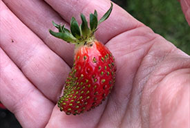 Homegrown strawberries are the sweetest (Photo by Christine Beevis Trickett/NCC staff)