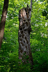 The stump of either an American elm or sugar maple riddled with the characteristic workings of a pileated woodpecker searching for the beetles that killed the tree. (Photo by Dr. Henry Barnett)