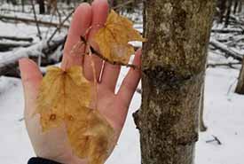 Sugar maple showing opposite arrangements (Photo by Gwyneth Govers, CC BY-NC 4.0)