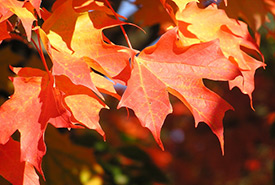 Sugar maple (Photo by Liz West)